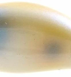 Strike King Lure Company Medium Diving Crankbaits Strike King Series 3 Pro-Model Crankbait