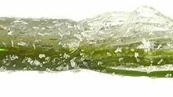 STRIKE KING LURE COMPANY Baits Strike King 3.5