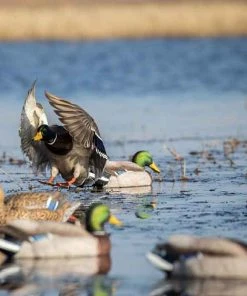 Bmtoutdoors Avery GHG Pro-Grade XD Series Mallards, Active 6 Pack