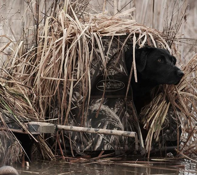 Stands MOMARSH INVISILAB